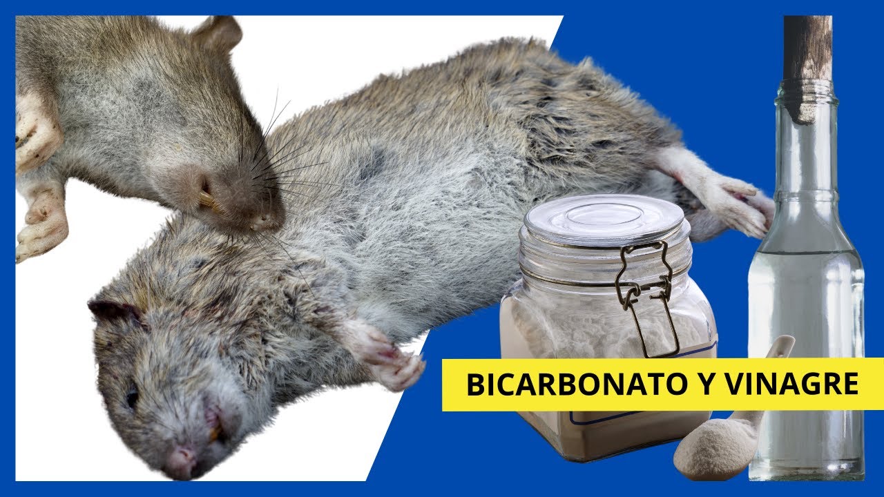 Cómo ELIMINAR RATAS con ? BICARBONATO y VINAGRE ?