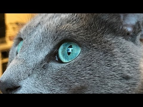 How to Identify a Russian Blue - Recognizing Russian Blue Characteristics