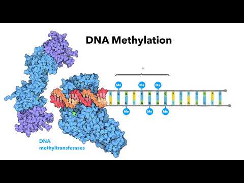 Introduction to epigenetics - Learn.OmicsLogic.com