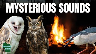 27 Nighttime Bird Sounds You May Hear While Camping