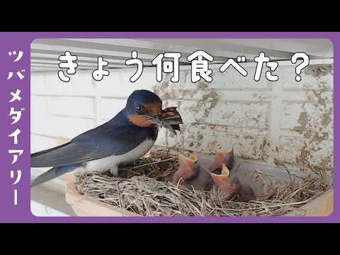 巣箱と餌柱、どちらが良いでしょうか? 自然と動物