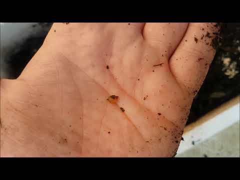 keeping our worm farm tidy - EP30