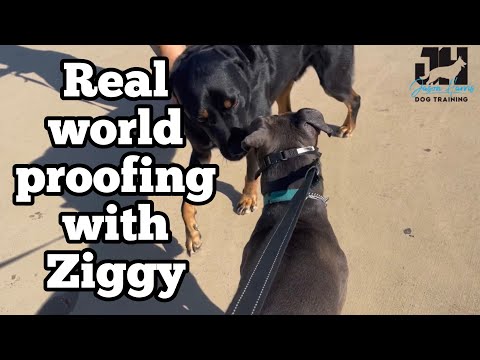 Real world proofing with Ziggy #dogtraining #dog