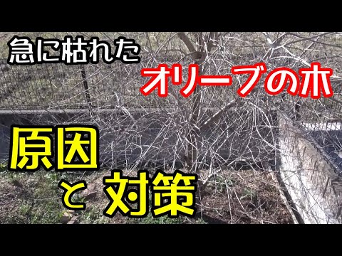 オリーブの木の剪定 2023