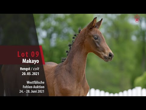Westfälische Fohlen-Auktion Lot 9 Makayo Hengst v. Marc Cain - Florestan I