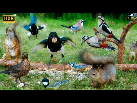 SQUIRREL and BIRD Watching👀 Forest Clowns On The Ground 🐿️ Cat TV 😸 Dog TV🐩 Bird TV🕊️
