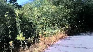 preview picture of video 'Sebastopol / Joe Rodota Trail - 8-7-2012 - pt. 1'