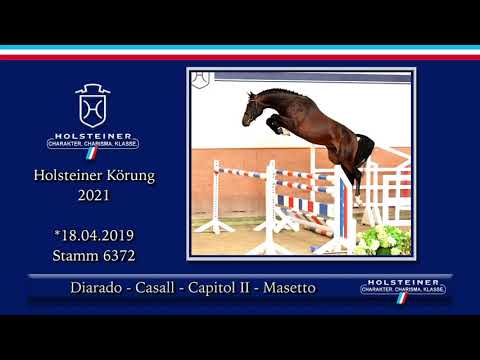 Holsteiner Körlot 2021 | Nr. 35 v. Diarado - Casall - Capitol II - Masetto