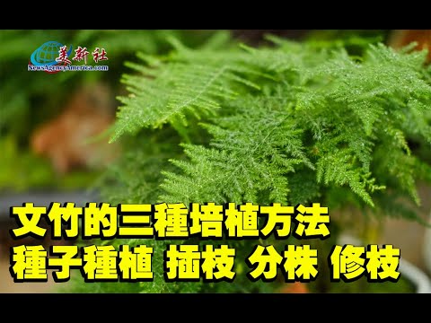 竹子分株