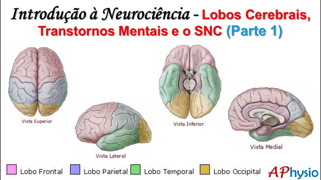 Introdução à Neurociência - Lobos Cerebrais, Transtornos Mentais e o SNC (Parte 1)