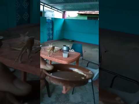 Feeding cats in rajini Style #cats #cat #jailer