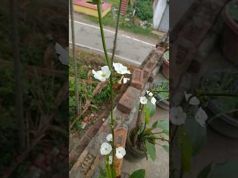 #roofgarden #beauty #Mexian Sword #Subhro