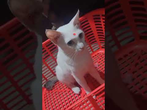 All Video Compilation of My Cats - Bittu, Bhuri, Pari and Matru 💗😍✨