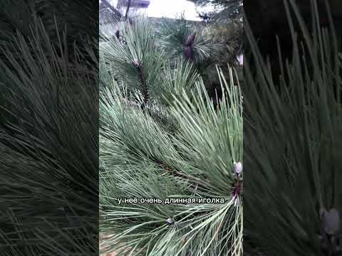 фото саженцы сосны чёрной очень красивые 0