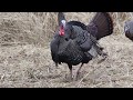 Turkey S Gobbling Action