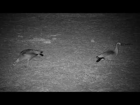 Djuma: Egyptian Goose pair - 20:02 - 09/12/19