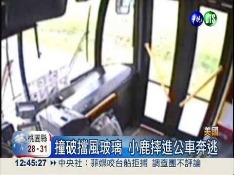 撞破擋風玻璃 小鹿摔進公車亂竄