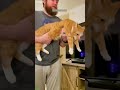 Funny Cats 2024 Cat Fight ‍ Episode 4544