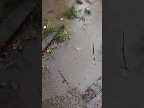Pinillos Bolívar S.O S bajo la Lluvia 1100