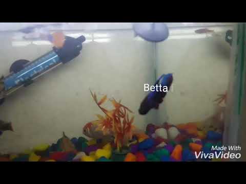 Red cap oranda and betta fish  in the community tank