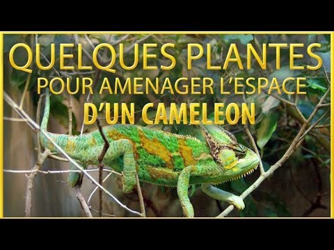 , title : 'Quelques idées de plantes pour aménager correctement l'espace de votre caméléon calypratus'
