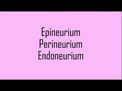 Epineurium, Perineurium and Endoneurium of the Nerve