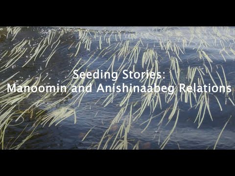 Seeding stories: Manoomin and Anishinaabeg relations