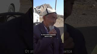 Насвай кормит целый регион Кыргызстана. Его производство в стране не запрещено