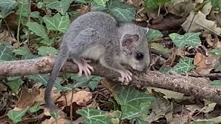 Mali slatki puh u šumi--izgleda kao mali štakor-vjerojatno traži hranu po šumi...