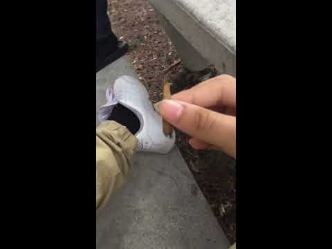 Rafa The Rabbit Interview lmao