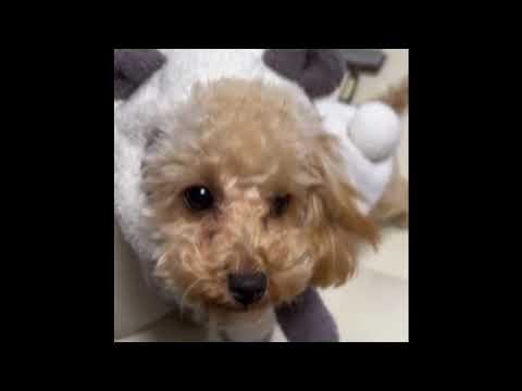 経営学科 編集してみた。#トイプードル #toypoodle