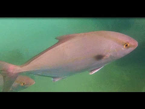 Snorkeling with tropical fish [HD]- St. Andrews St. Park