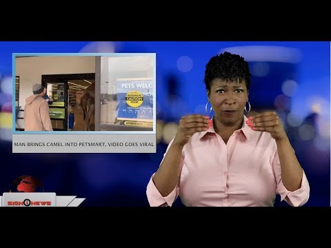 Man brings camel into PetSmart, video goes viral (ASL - 4.11.19)