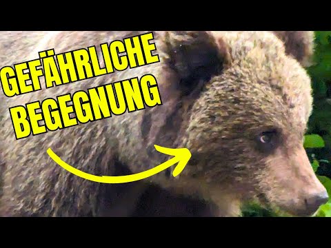 Bären an der Transfagarasan