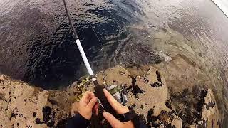 Shimano vengeance bx shad 240 mh