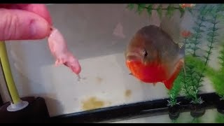 Mice for my red belly piranha Jon snow (filmed using a Sony xperia xz premium)