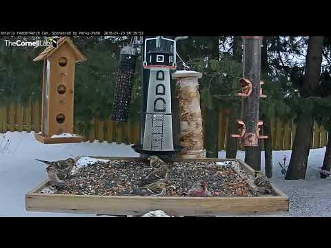 Hoary and Common Redpolls Stop For Breakfast At Ontario Feeders  – Jan 23, 2017