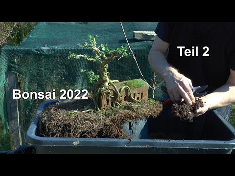 Bonsai 2022 Bonsai Teil 2 Schneiden im Frühling vor dem Wachstum Outdoor Bonsai