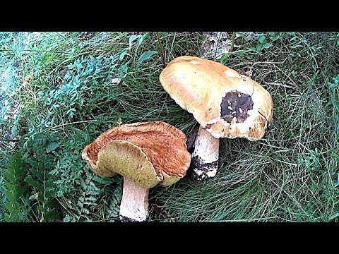 Гриби білі Карпатські 2018 Грибы белые Карпатские 2018 White Carpathian Mushrooms 2018