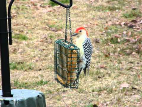 Red-bellied Woodpecker defending the suet from European Starlings