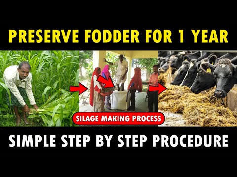 , title : 'Silage Making Process | How to make Silage for Cows / Goats | Cattle Feed Making Method'