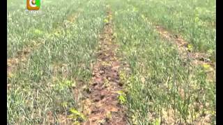 Smart Farm: Garlic Farming