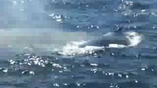 Mom and Baby Whale