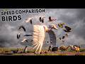 SPEED COMPARISON 3D Birds