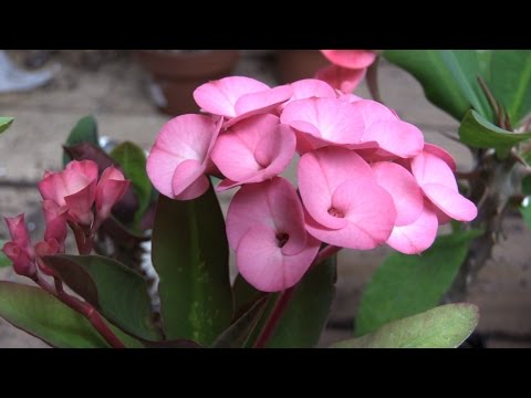 Growing Crown of Thorns (Euphorbia milii)