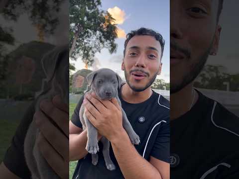 I Found This Stranded Puppy On The Street. 🥺 #cute