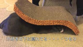 隠れている猫