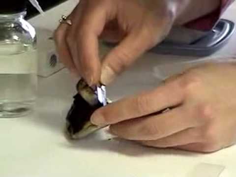 Basidiomycota Procedure