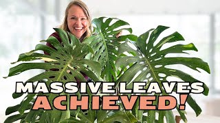Stop Wasting Money on the WRONG Monstera Support
