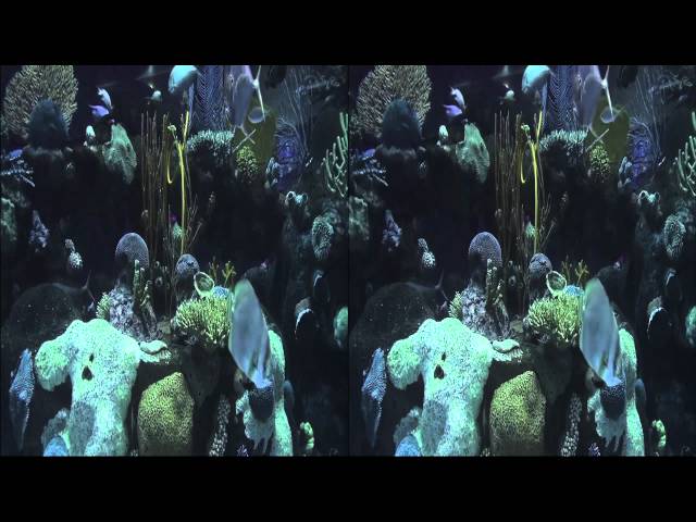 Tropical Fish, Sharks, and Rays in 3D